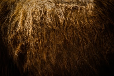 Brown fur
